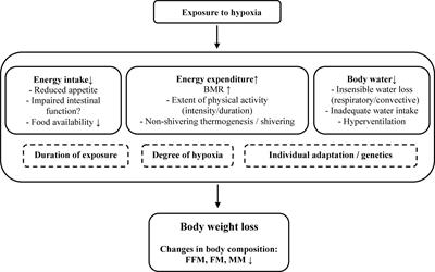 Body Composition and Body Weight Changes at Different Altitude Levels: A Systematic Review and Meta-Analysis